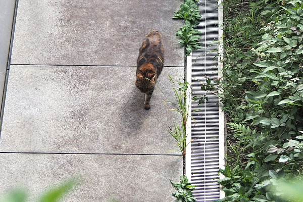 クラタン　タヌキだな