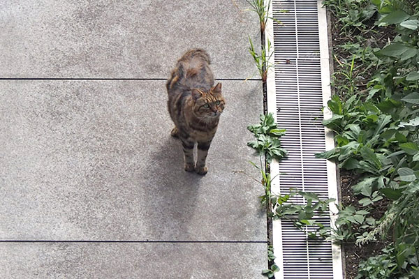 クラタン　見上げる