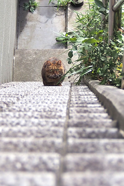 縦　クラタン階段