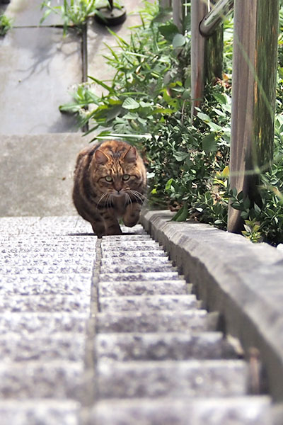 縦　クラタン　駆けあがる