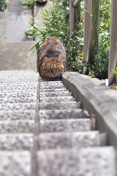 縦　クラタン　お尻上げて