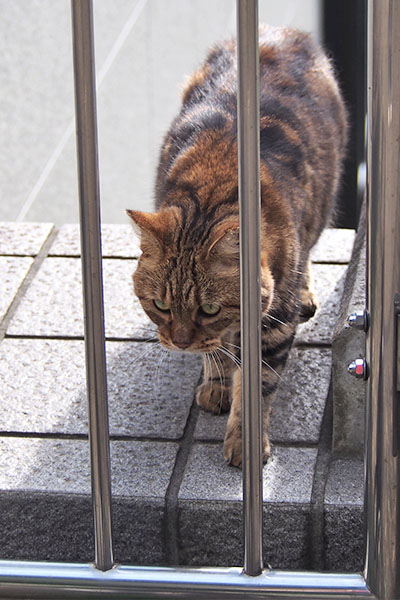 縦　クラタン　上がってきたけど