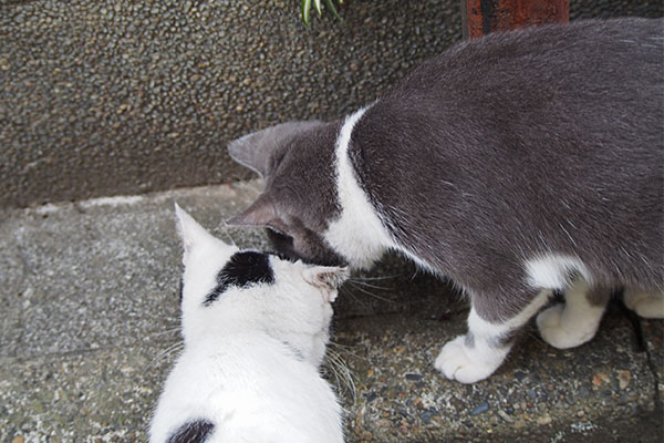 ちびにゃん　坊と頭くっつけて