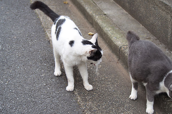 坊　ちびにゃんを見る