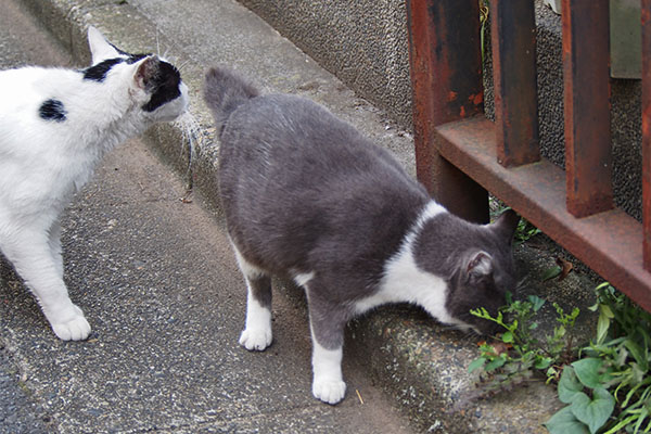 ちびにゃん食べ続け