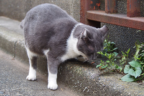 ちびにゃん　まだまだ食べる