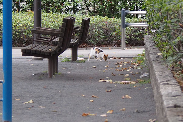 公園にシロミ