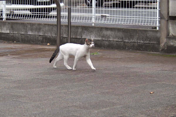 出て来た　アイス君