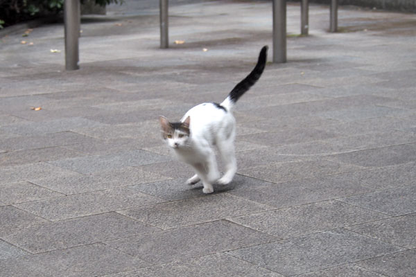 アイス　跳んで