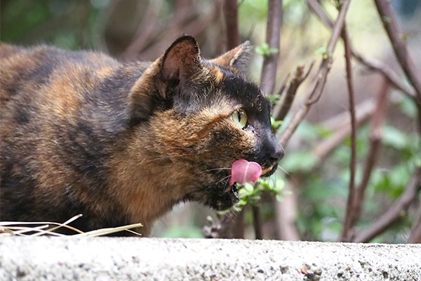 ロミ　ぺろん