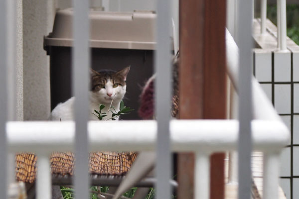 先客ルーフ　雨宿りも兼ねて