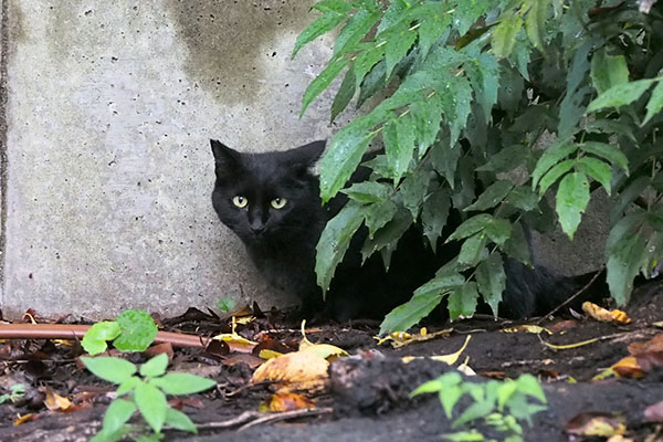 キト　公園へ