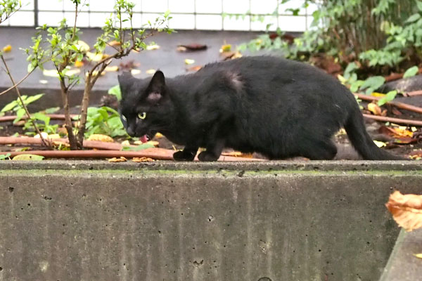 キト　急いで食べる