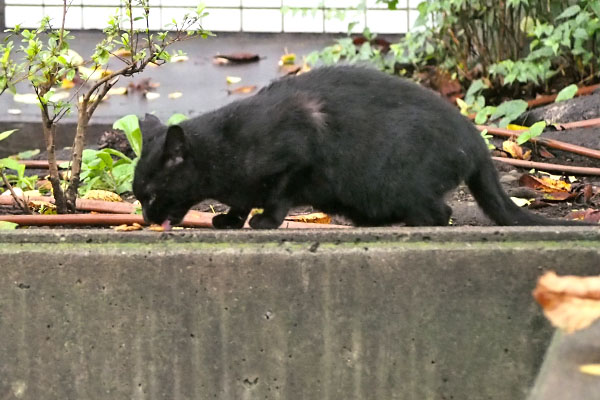 キト　カリカリ食べる