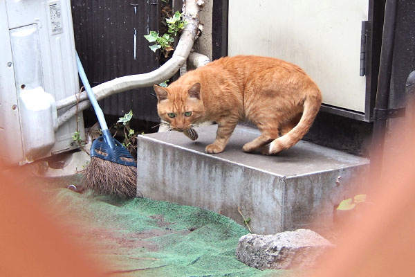 トト　勝手口三和土