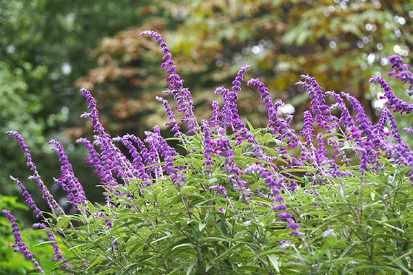 flower purple