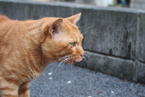 トト　ぺろんなお顔