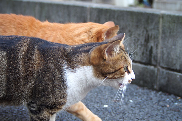 トトと並走ネオン