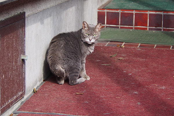 シピ　何にゃ