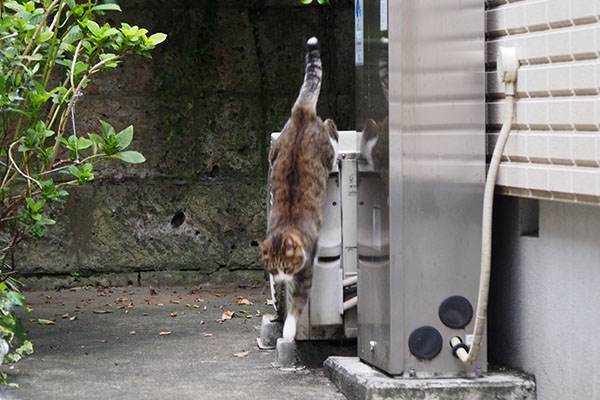 サーヤ　シュタ