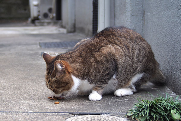 サーヤ　フード確認