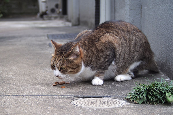 サーヤ　食べる