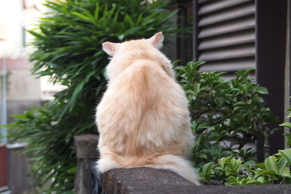 両耳後ろ向き　ナリコマ
