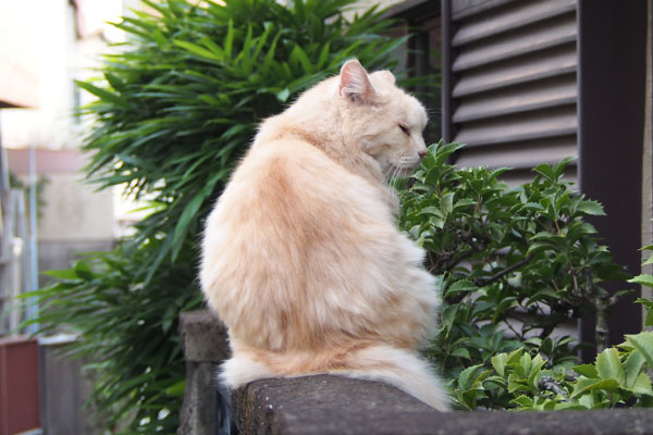 背中と横顔　ナリコマ