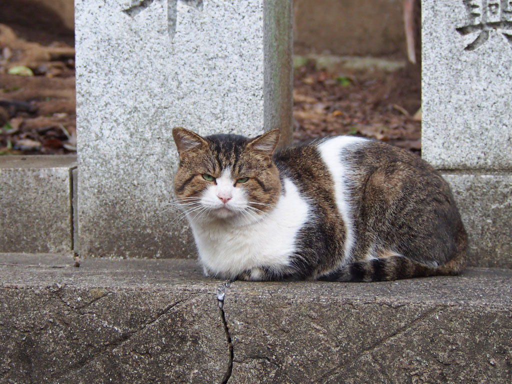 レオ太　香箱　寂しげな目