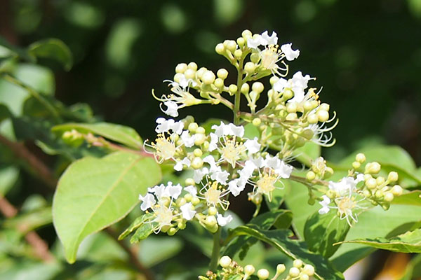 flower white