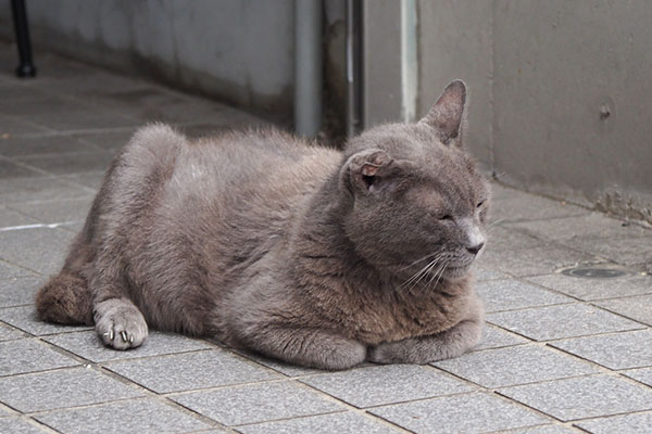 ロシグレ君　ゆるい香箱