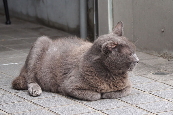 ロシグレ君　ゆるい香箱２