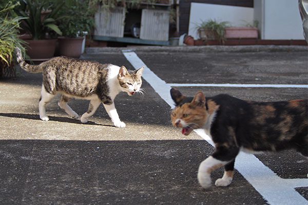 怖いミクとそれを見るさくら