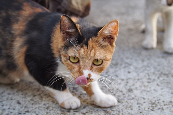 ミク　食べる前のぺろん