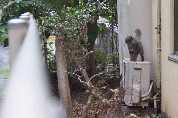 マフ　物置から下りて