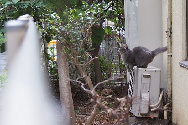 マフ　木にジャンプ
