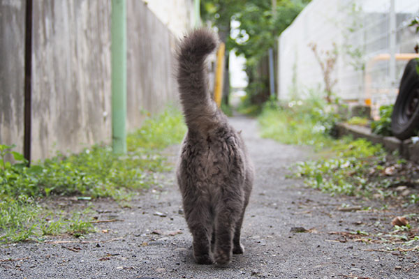 マフ　先導する