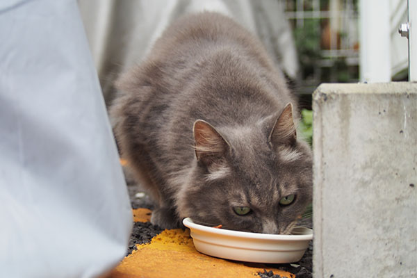 マフ　食べる