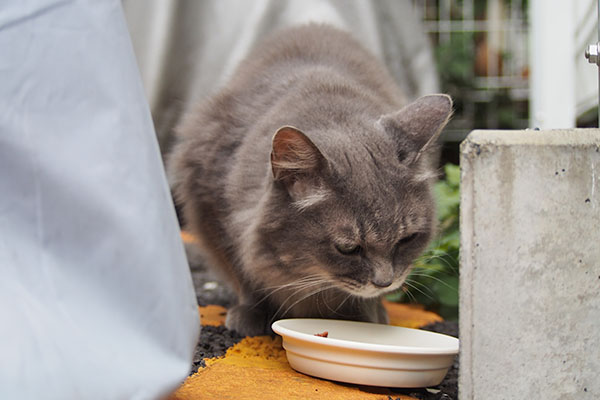 マフ　食べる２