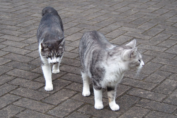 クロムとタンタル　お出まし３