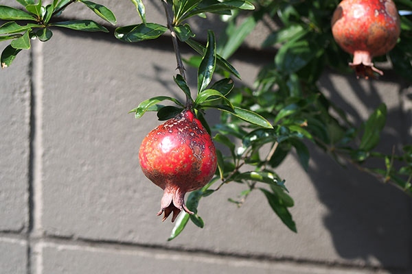 flower fruits zakuro