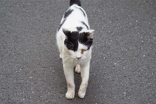 坊はナデナデされに来る