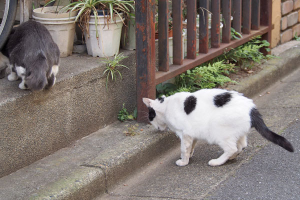 食べる　坊とちびにゃん