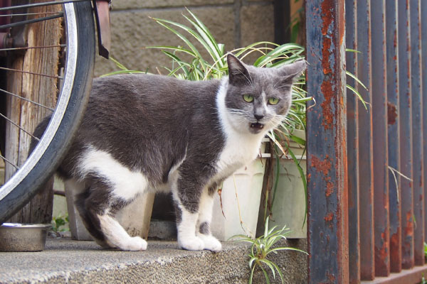 ちびにゃん　ごちにゃ