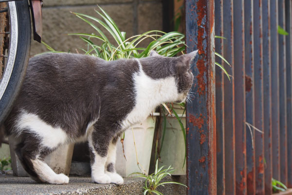 ちびにゃん　寝床見る