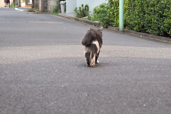 ちびにゃん　寝床へ戻る