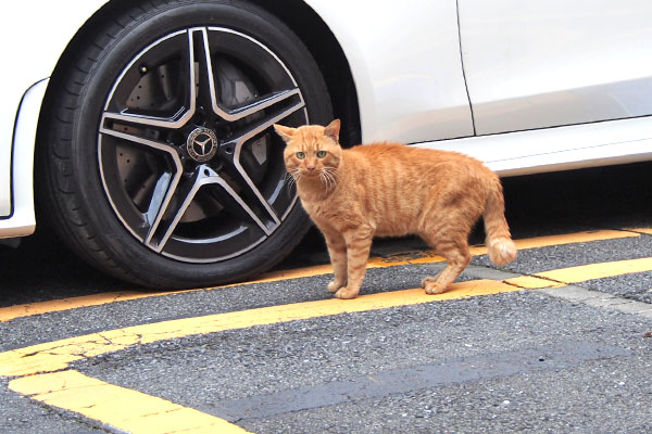 トト　向かいの駐車場