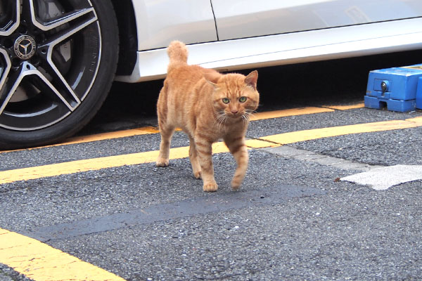 トト　走り来る