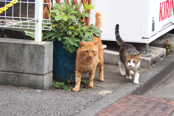 トトとネオン　出て来たネオン