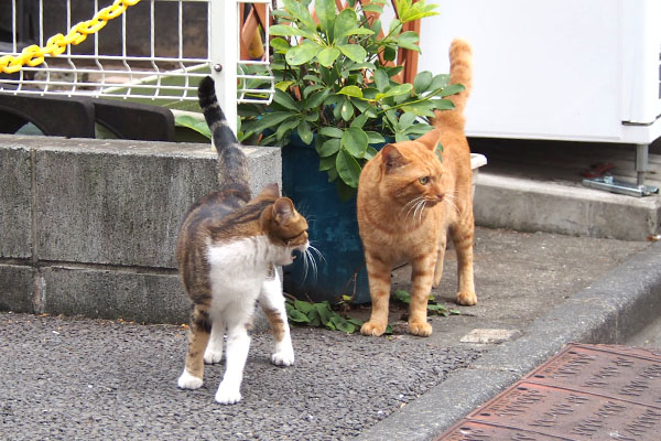 トトに何か言ってるネオン